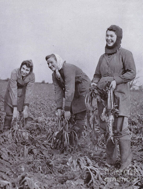 History Poster featuring the photograph The Womens Land Army In The Front Line, Sugar Beet Lifting by Harold Burdekin