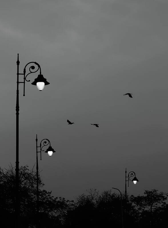 Minimalism Poster featuring the photograph Three Lamps Three Birds by Prakash Ghai
