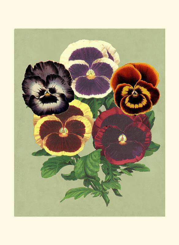 Botanical & Floral Poster featuring the painting Tricolor Pansies II by Vision Studio