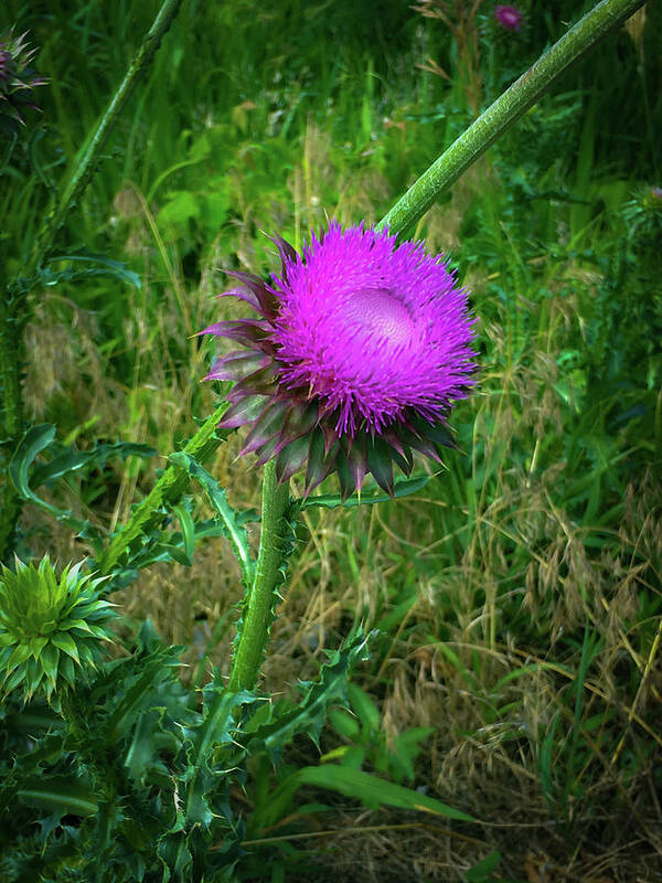 Thistle Poster featuring the photograph Wanna Be in Scotland by Lora J Wilson