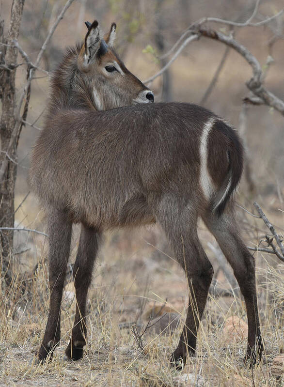 Waterbuck Poster featuring the photograph Water Buck by Ben Foster