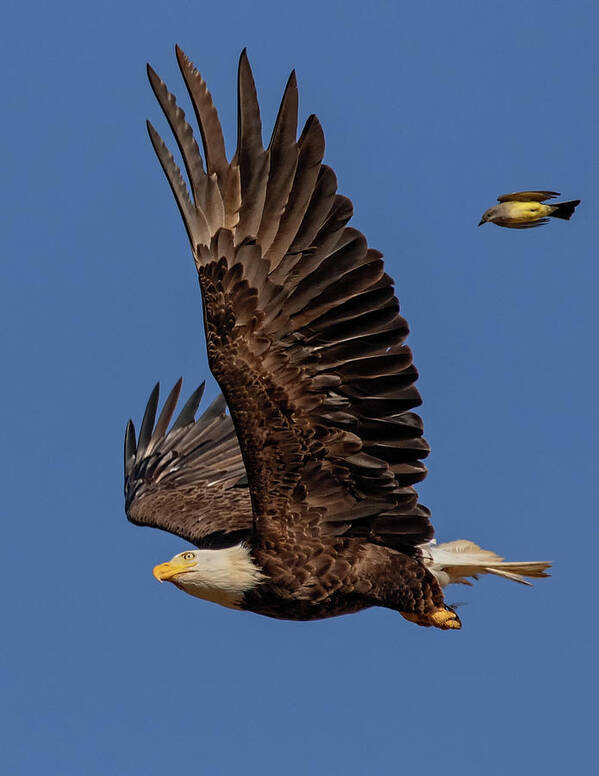 Bald Eagle Poster featuring the photograph What The by Beth Sargent