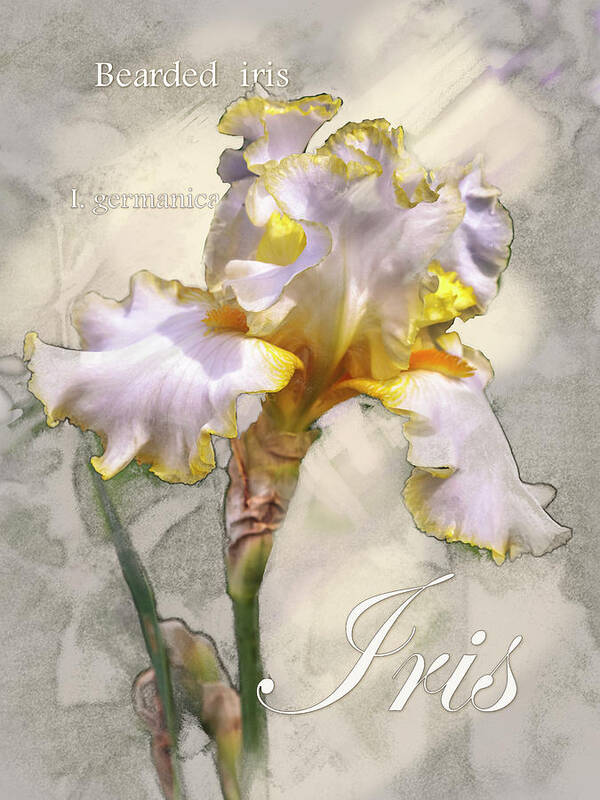 Spring Poster featuring the digital art White and Yellow Iris Graphic by Mark Mille