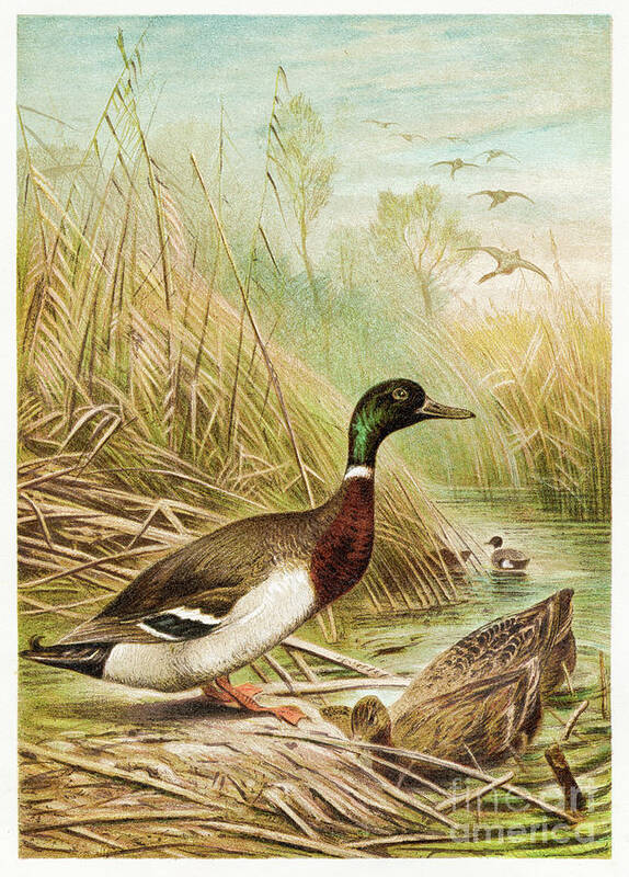 Etching Poster featuring the digital art Wild Duck Engraving 1892 by Thepalmer