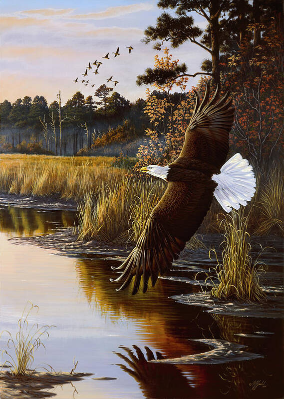 Bald Eagle Flying Over A Swamp At Sunrise Poster featuring the painting Wings Of Autumn - Bald Eagle by Wilhelm Goebel