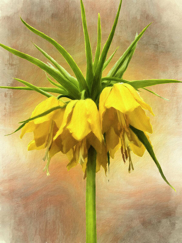Nature Poster featuring the photograph Yellow Crown Imperial Lily by Leslie Montgomery