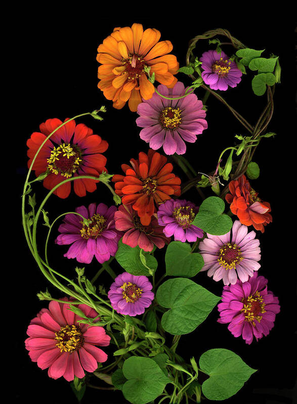 Zinnia & Morning Glory Vines Poster featuring the painting Zinnia & Morning Glory Vines by Susan S. Barmon