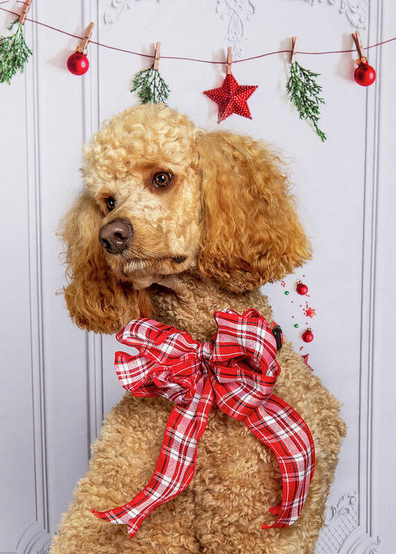 Standard Poodle Poster featuring the photograph Chester 5 #2 by Rebecca Cozart