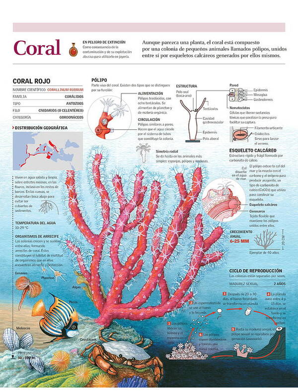 Fauna Marina Poster featuring the digital art Coral #1 by Album