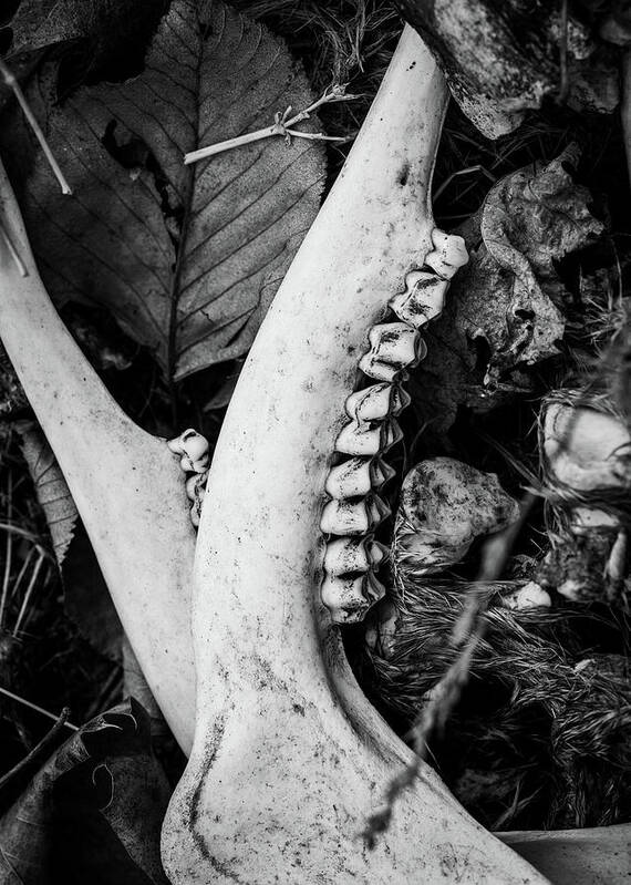 Deer Bones Poster featuring the photograph Nature Photography - Bones #1 by Amelia Pearn