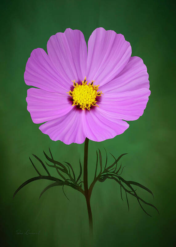 Abstract Poster featuring the photograph Painted Cosmos #1 by Sue Leonard