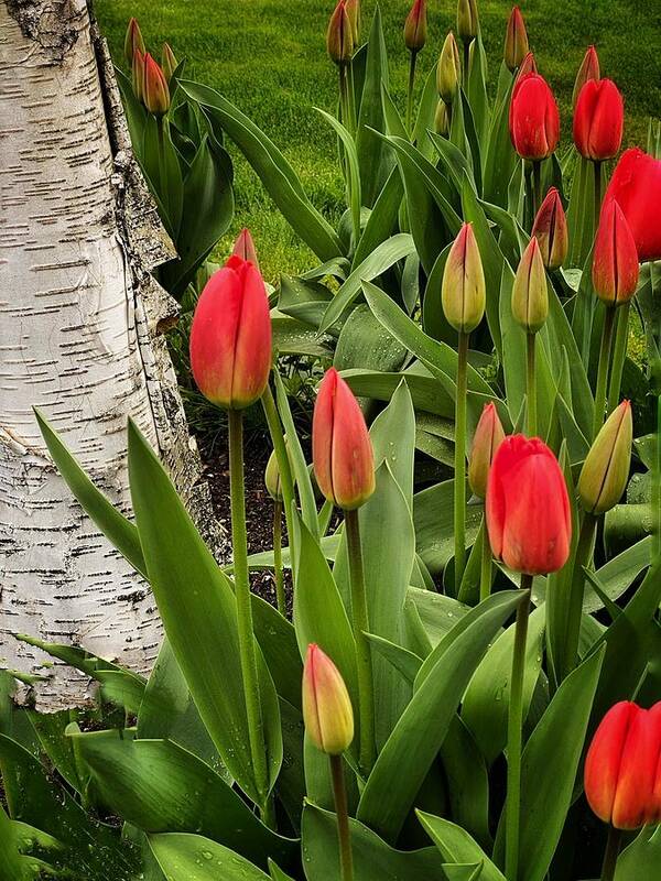 Tulips Poster featuring the photograph Spring Tulips #1 by Jerry Abbott