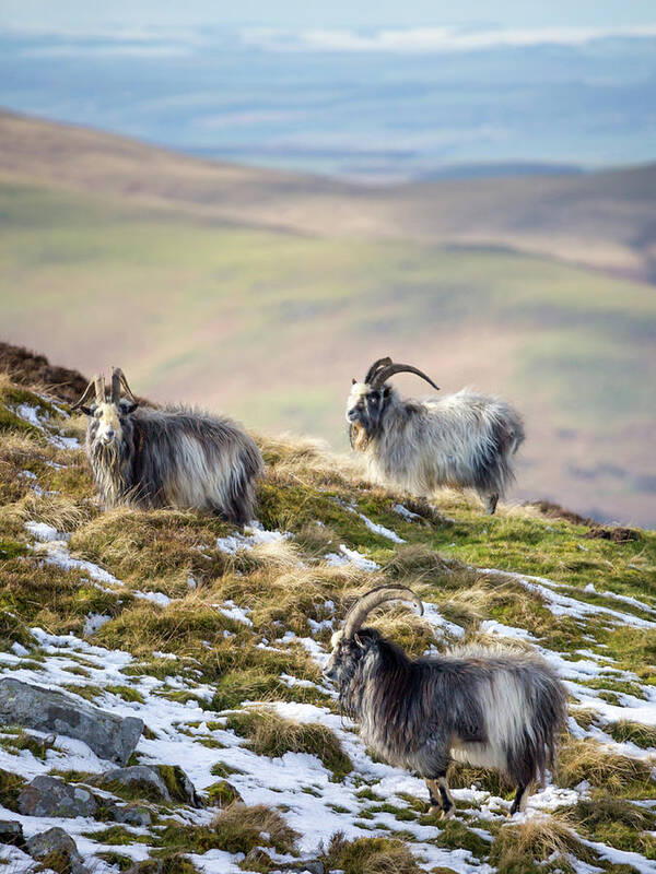 Wild Goats Poster featuring the photograph We Three Kings - Cheviot Wild Goats #1 by Anita Nicholson