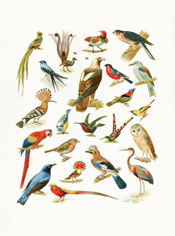 Bird Poster featuring the drawing 22 Species of Birds by Edward Fielding