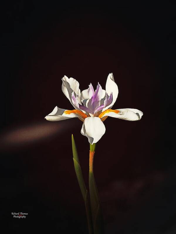 Botanical Poster featuring the photograph Day Lily #3 by Richard Thomas
