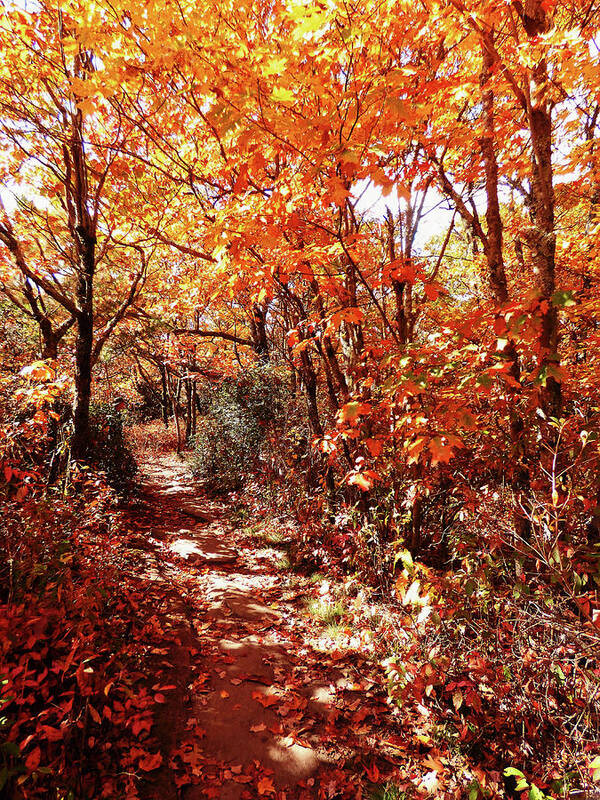 Landscape Poster featuring the photograph A Hike in The Fall Woods by Sharon Williams Eng