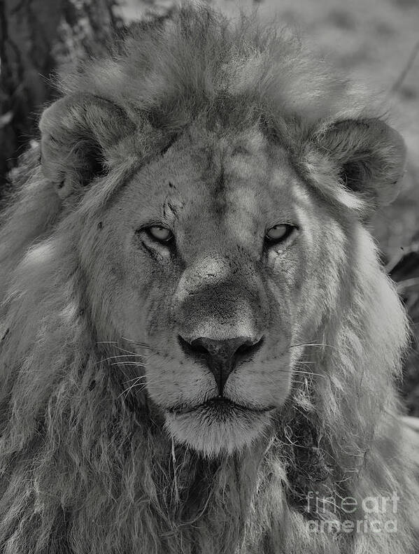 Lion Poster featuring the photograph A hunter's gaze from the shadows in monochrome by Nirav Shah