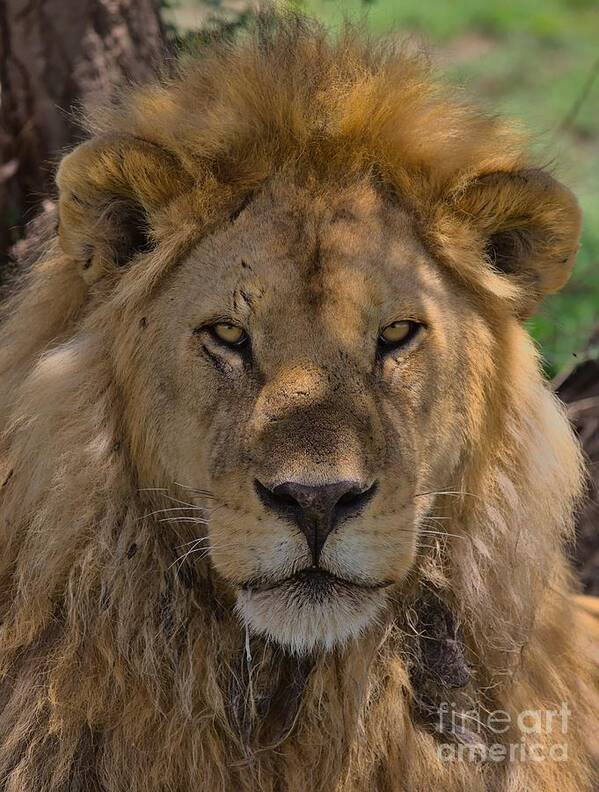 Lion Poster featuring the photograph A hunter's gaze from the shadows by Nirav Shah