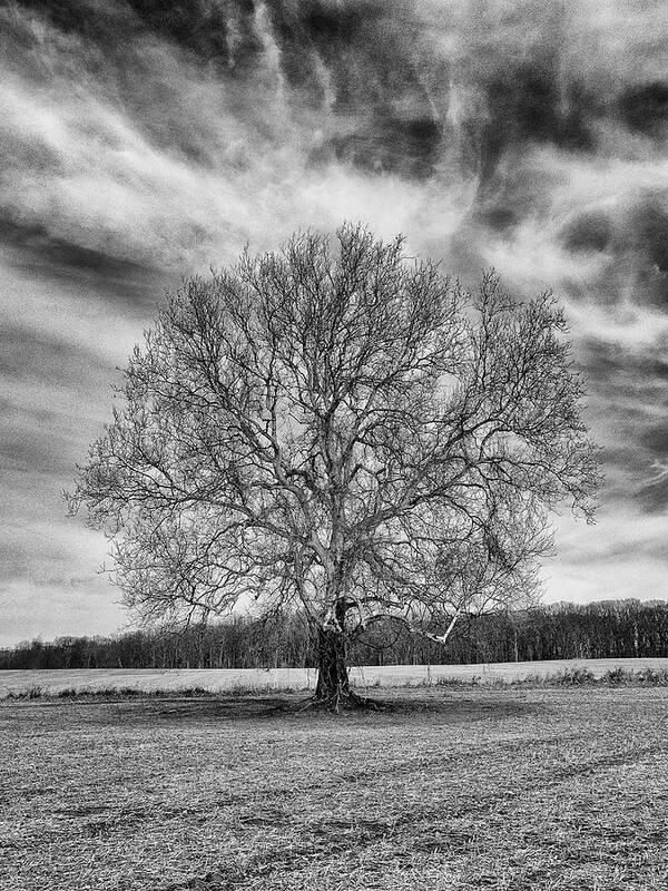  Tree Poster featuring the photograph A Tree in Winter in Black and White by William Jobes