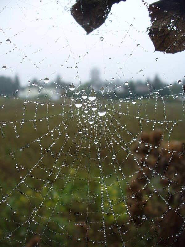 Spider Web Poster featuring the photograph A Web of Droplets by Kathrin Poersch