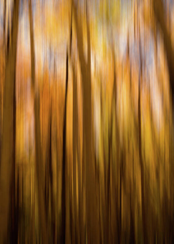 Colorado Poster featuring the photograph Abstract of Aspens by Kevin Schwalbe