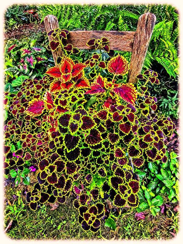 Coleus Chair Brown Red Yellow Green Leaves Plants Colorful Foliage Poster featuring the photograph Abundant Coleus by Allen Nice-Webb