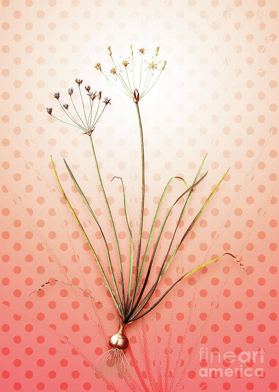 Allium Poster featuring the painting Allium Straitum Vintage Botanical in Peach Fuzz Polka Dot Pattern n.1850 by Holy Rock Design