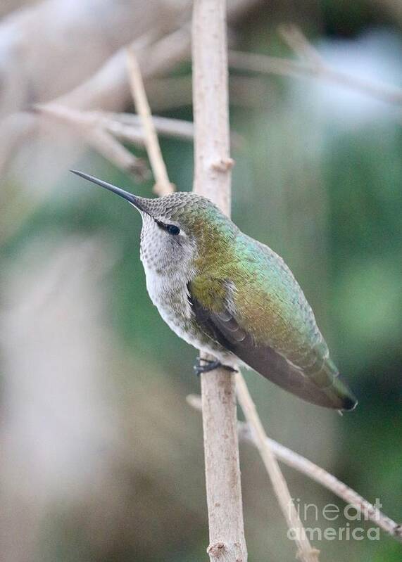 Hummingbird Poster featuring the photograph Anna's Hummingbird on Branch by Carol Groenen