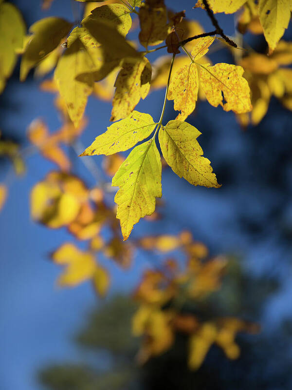 Autumn Poster featuring the photograph Autumn Gold by Sue Cullumber