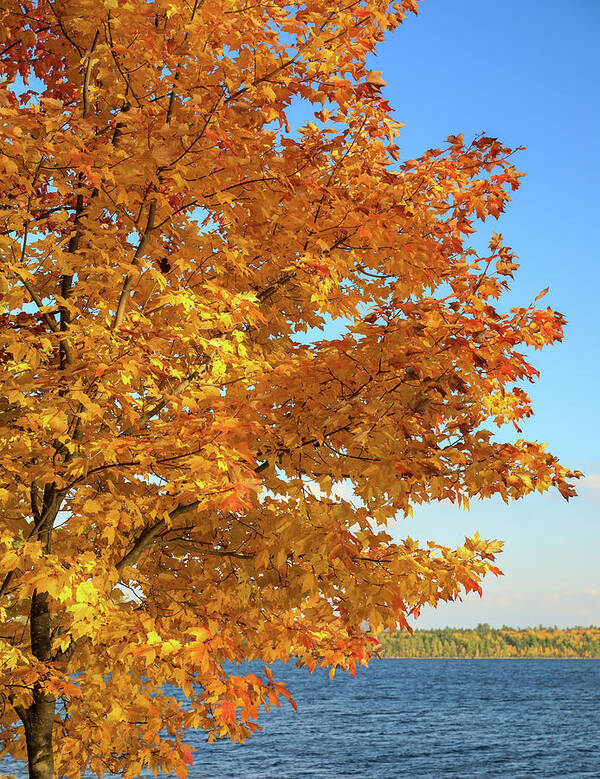 Autumn Leaves Moosehead Lake Poster featuring the photograph Autumn Leaves Moosehead Lake by Dan Sproul