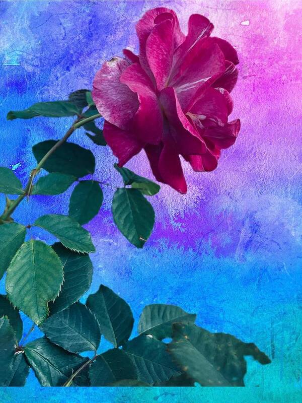 Rose Flower Purple Green Leaves Blue Pink Turquoise Background Poster featuring the digital art Awesome Purple Rose by Kathleen Boyles