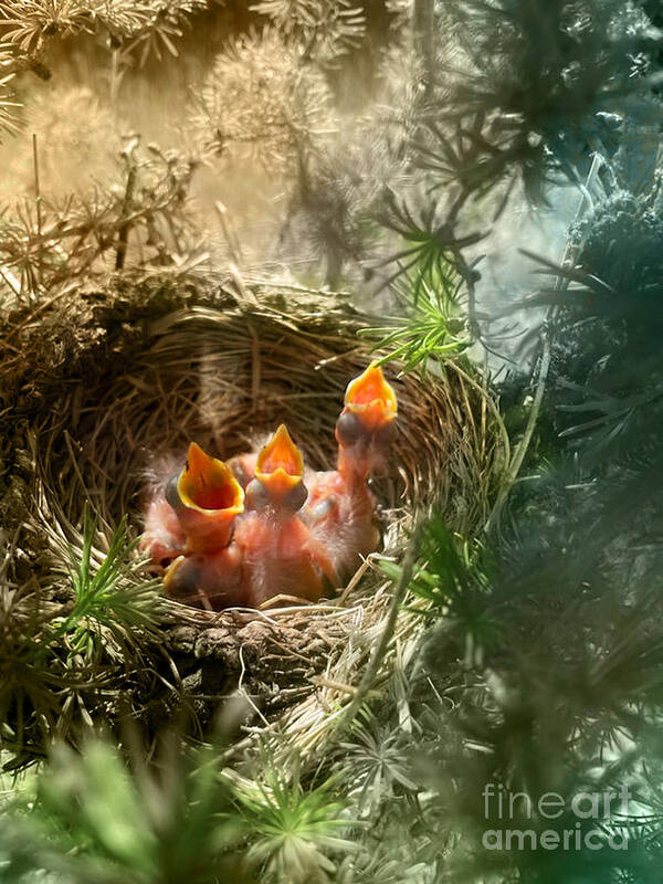 Birds Poster featuring the photograph Baby Robins by Janie Johnson