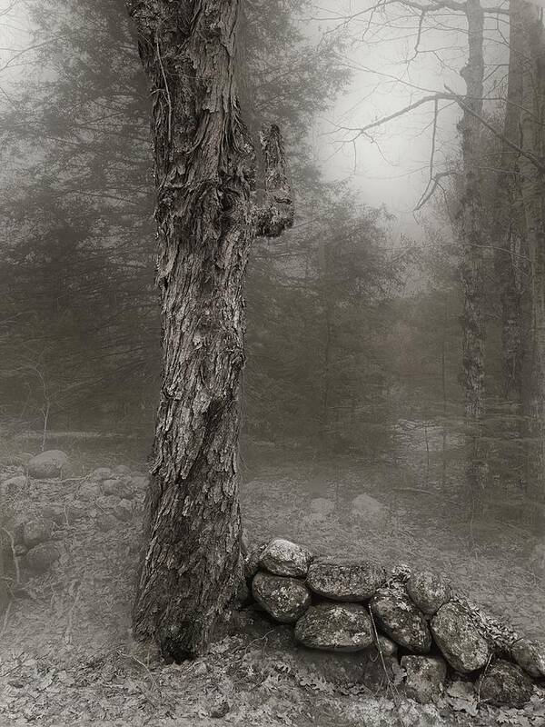 Stone Wall Poster featuring the photograph Bark, Stone and Fog by Wayne King