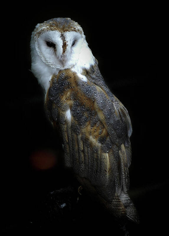 Owl Poster featuring the photograph Barn Owl Against a Black Background by James C Richardson