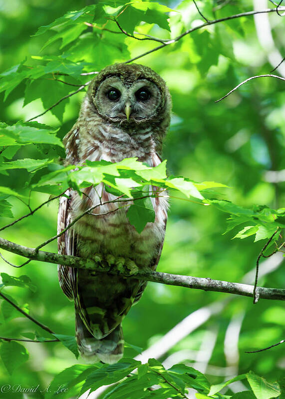 Wildlife Poster featuring the photograph Barred Owl by David Lee