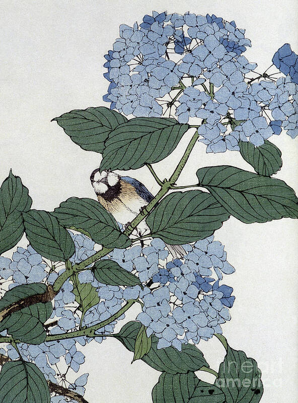 Flower Poster featuring the painting Bird in hydrangeas, Vintage Japanese Botanical Print by Japanese School