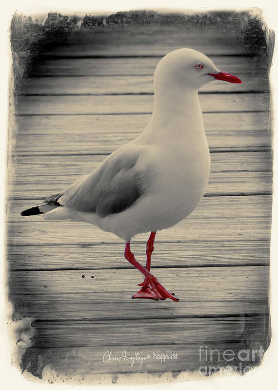 Seagull Poster featuring the photograph Bird on a Boardwalk by Chris Armytage
