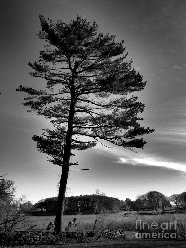 Black And White Poster featuring the photograph Black and White Pine Tree by Marcia Lee Jones