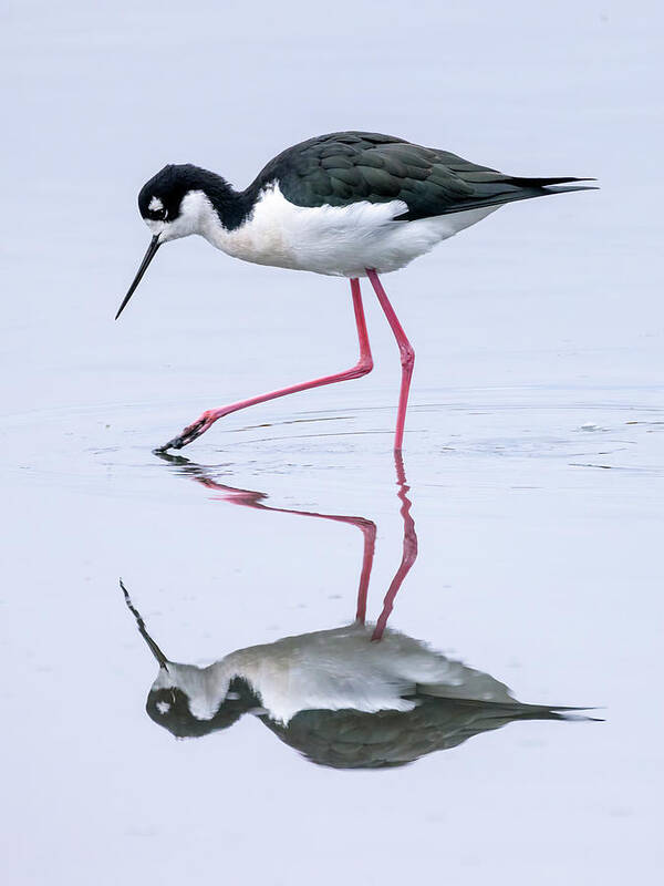  Poster featuring the photograph Black-Necked Stilt #1 by Carla Brennan