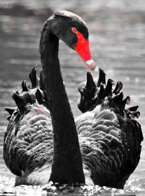 Black Swan Poster featuring the photograph Black Swan Portrait by Mary Walchuck