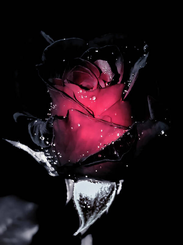 Red And Black Rose Poster featuring the photograph Black Velvet by Gena Herro