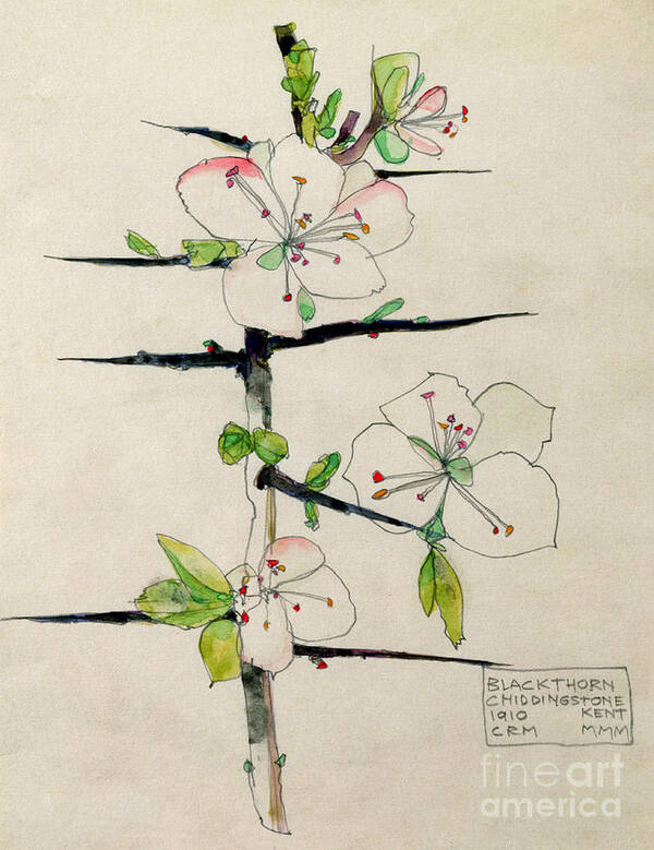 Charles Rennie Mackintosh Poster featuring the painting Blackthorn, Chiddingstone, Kent, 1910 by Charles Rennie Mackintosh