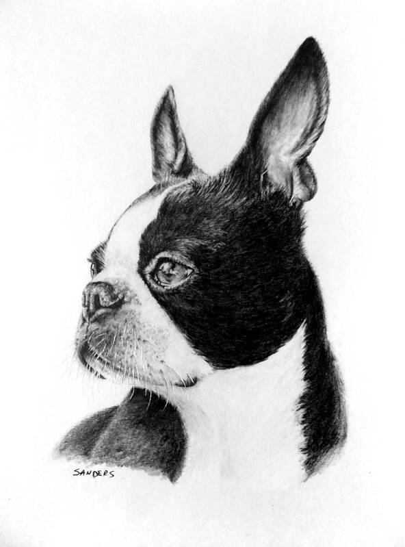 Dog Poster featuring the drawing Boston Terrier, Nikki by Pamela Sanders