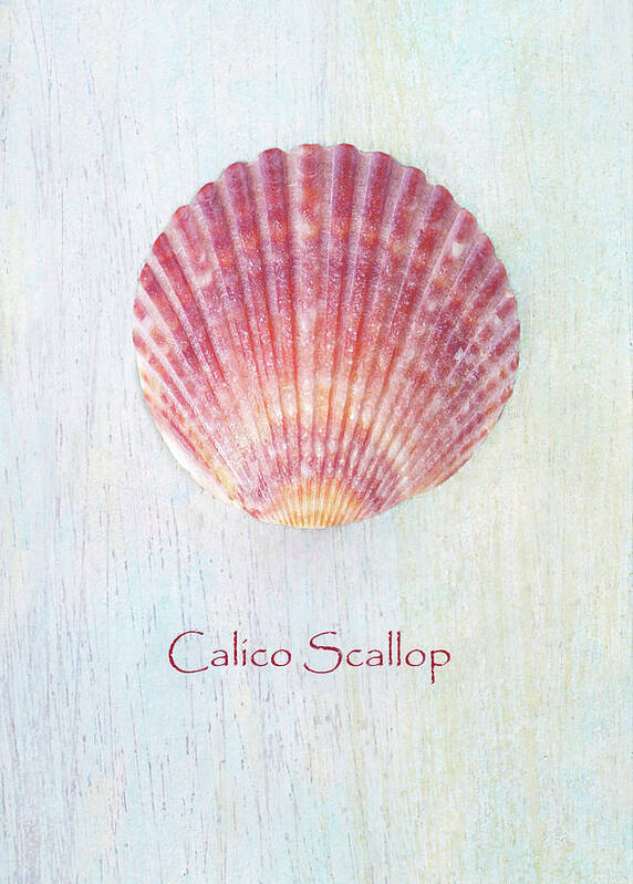 Seashells Poster featuring the photograph Calico In Pink by Kathi Mirto