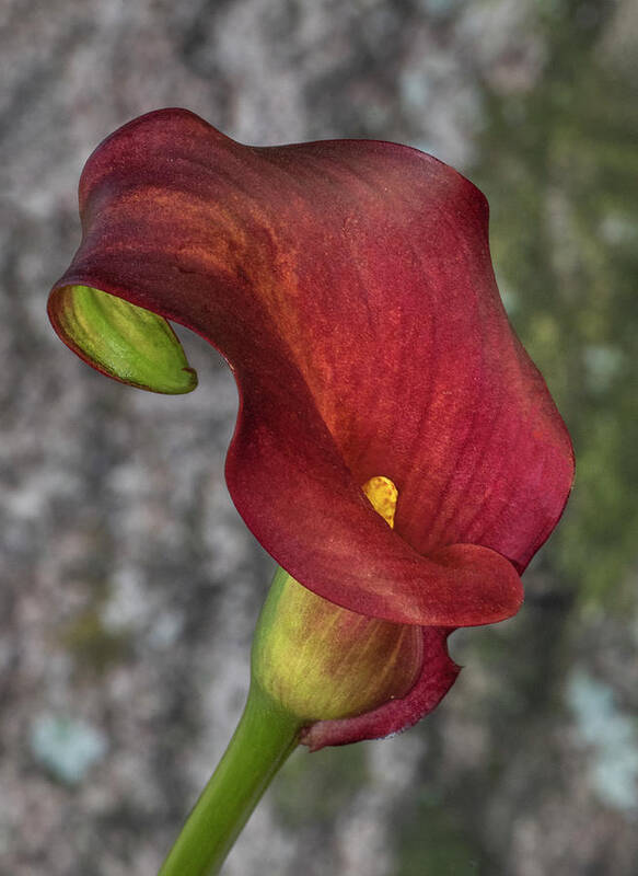 Flower Poster featuring the photograph Calla lily in the woods by Roman Kurywczak
