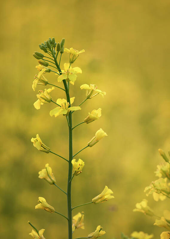 Canola Poster featuring the photograph Canola Flowers by Karen Rispin