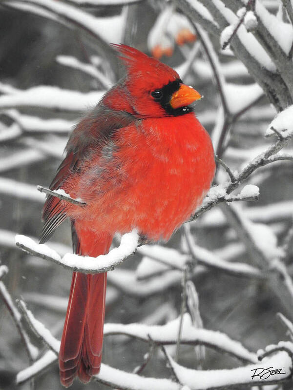 Cardinal Poster featuring the photograph Cardinal in the Snow by Rod Seel