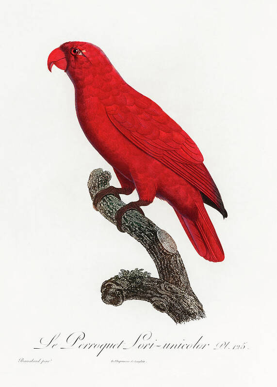 Cardinal Lory Poster featuring the mixed media Cardinal Lory by World Art Collective