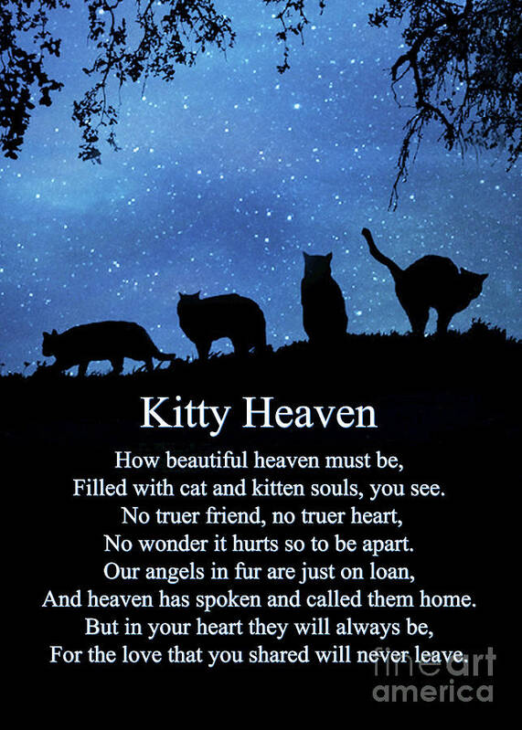 Cat Poster featuring the photograph Cat Heaven Sympathy Poem for Memorial For Cat by Stephanie Laird