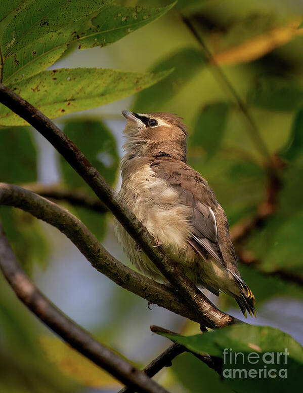 Waxwings Poster featuring the photograph Cedar Waxwing Baby by Chris Scroggins